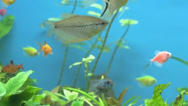 Kleurrijke Exotische Vissen Zwemmen Diep Blauw Water Aquarium Met Groene — Stockvideo