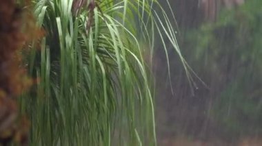 Sıcak ve nemli Florida ikliminde yeşil palmiye ağaçlarına tropik yağmur yağıyor. Yağmurlu yaz yağmurlu mevsim.