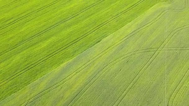 มมองทางอากาศของสนามเกษตรส ยวในฤด ใบไม ชสดหล งจากฤด เพาะเมล — วีดีโอสต็อก