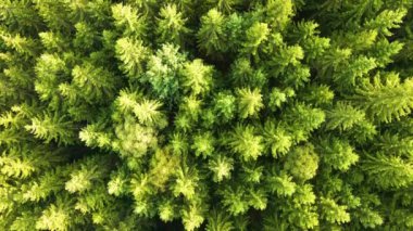 Koyu ladin ağaçlı yeşil çam ormanının havadan görünüşü. Yukarıdan orman manzarası yok.
