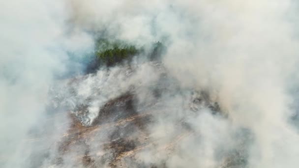 Aerial View White Smoke Forest Fire Rising Polluting Atmosphere Natural — Stock Video