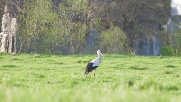 Pájaro Cigüeña Salvaje Blanco Negro Caminando Sobre Pastos Verdes Busca — Vídeos de Stock