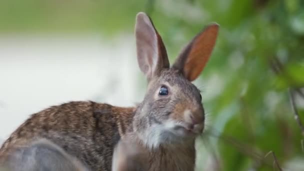 灰小兔子在夏田里吃草之前先清洁一下自己 大自然中的野兔 — 图库视频影像