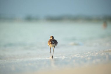 Large-Billed Dowitcher wild sea bird looking for food on seaside in summer.