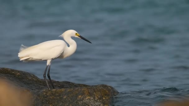 White Heron Wild Sea Bird Also Known Great Snowy Egret — ストック動画