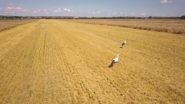 Cegonhas Brancas Campo Trigo Após Colheita — Vídeo de Stock