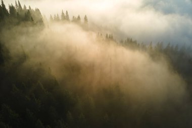 Parlak günbatımında karanlık çam ağaçları üzerinde sisli bir akşamın havadan görüntüsü. Şafakta vahşi dağ ormanlarının inanılmaz manzarası.