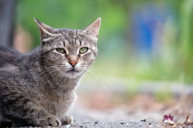 Büyük gri sokak kedisi yazın açık havada dinleniyor..