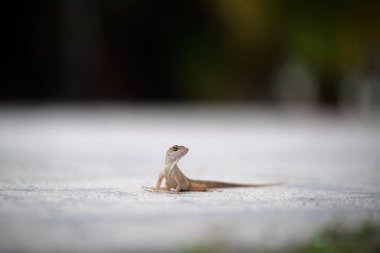 Makro, yaz güneşinde ısınan kertenkeleye yakın çekim. Anolis sagrei, Florida 'da yaşayan küçük bir sürüngen..