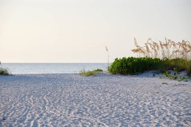 Seaside beach with small sand dunes and grassy vegetation on warm summer evening.