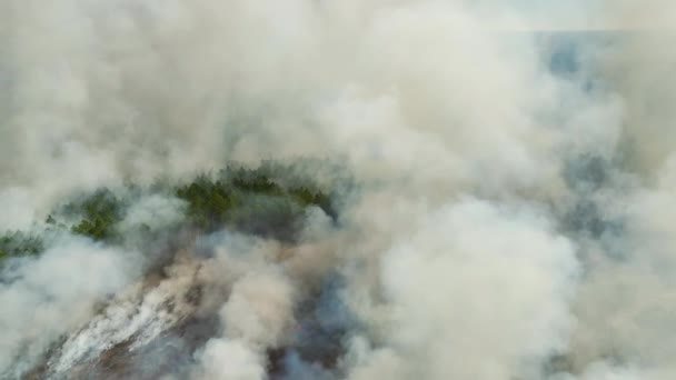 Вид Сверху Густой Дым Леса Поля Огне Поднимающийся Вверх Загрязняющий — стоковое видео