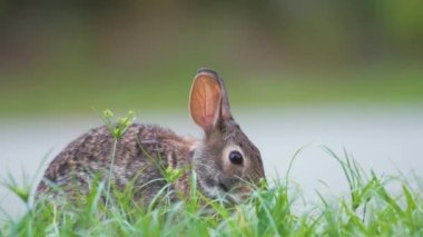 Gri küçük tavşan yaz tarlasında ot yiyor. Vahşi tavşan doğada.