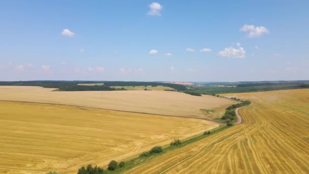 Zicht Vanuit Lucht Geelbeteeld Landbouwareaal Met Droog Stro Van Uitgesneden — Stockvideo