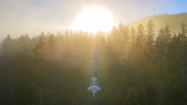 夕阳西下 空中雾蒙蒙的暮色笼罩着茂密的松树林 黄昏时分的野生山林奇景 — 图库视频影像