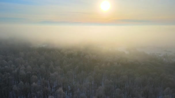 Luftaufnahme Des Nebligen Morgens Über Schneebedecktem Weißem Wald Mit Gefrorenen — Stockvideo