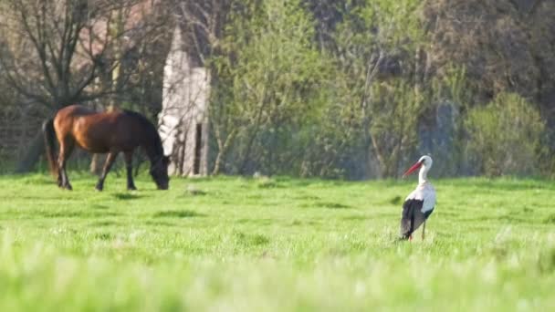 Μαύρο Και Άσπρο Άγρια Πελαργός Πουλί Waling Πράσινο Βοσκότοπο Ψάχνει — Αρχείο Βίντεο