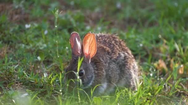 Gri Küçük Tavşan Yaz Tarlasında Yiyor Vahşi Tavşan Doğada — Stok video