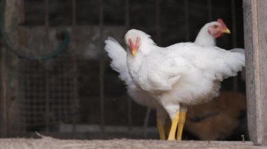 Hen feeding on traditional rural barnyard. Domestic chicken standing in barn. Free range poultry farming concept.