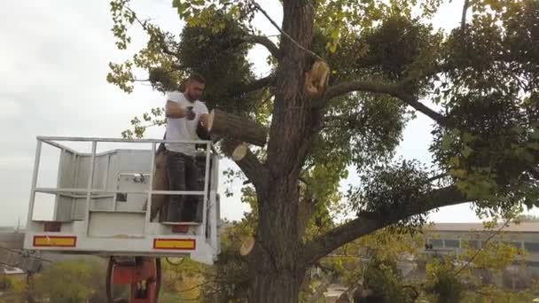 Deux Travailleurs Service Masculins Coupant Grandes Branches Arbre Avec Tronçonneuse — Video