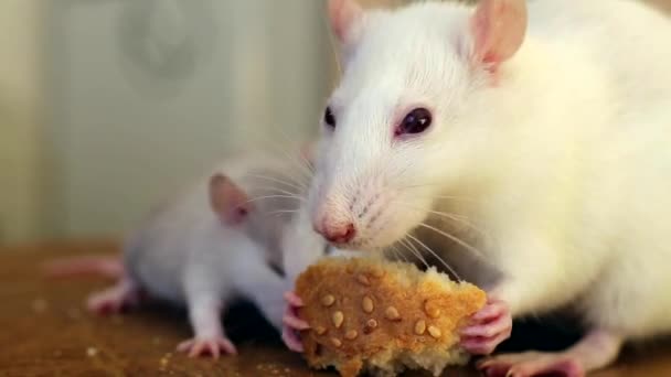 Close Dari Hewan Peliharaan Tikus Putih Domestik Makan Roti — Stok Video