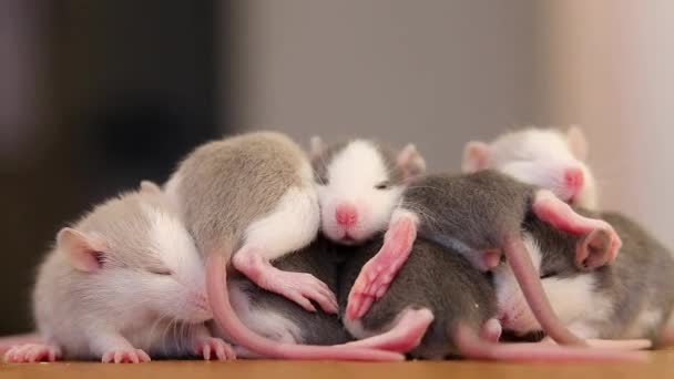 Close Animais Domésticos Pequenos Ratos Brancos Aquecendo Juntos — Vídeo de Stock