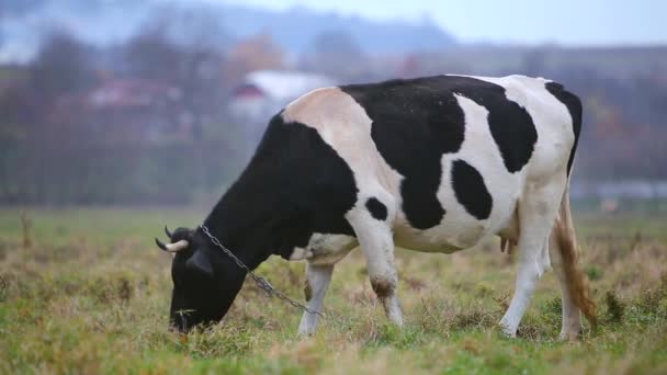 Kráva Pasoucí Louce Zelenou Trávou Slunečného Dne — Stock video