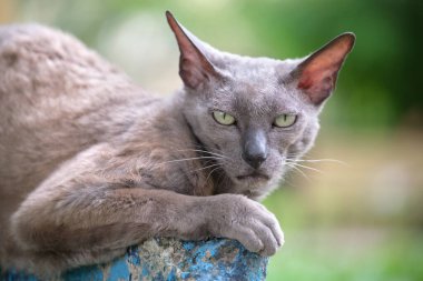 Büyük gri kızgın Sfenks yazın açık havada dinlenen başıboş bir kedi doğuruyor..