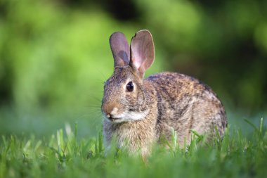 Gri küçük tavşan yaz tarlasında ot yiyor. Vahşi tavşan doğada.