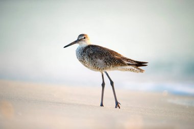 Large-Billed Dowitcher wild sea bird looking for food on seaside in summer.