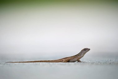 Makro, yaz güneşinde ısınan kertenkeleye yakın çekim. Anolis sagrei, Florida 'da yaşayan küçük bir sürüngen..