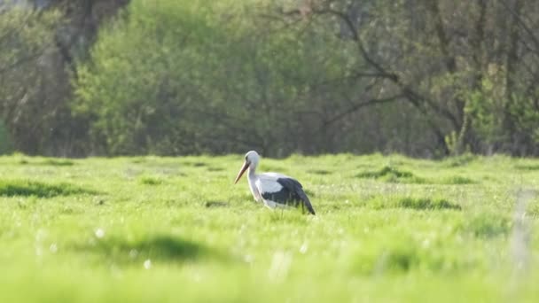 Pájaro Cigüeña Salvaje Blanco Negro Caminando Sobre Pastos Verdes Busca — Vídeos de Stock