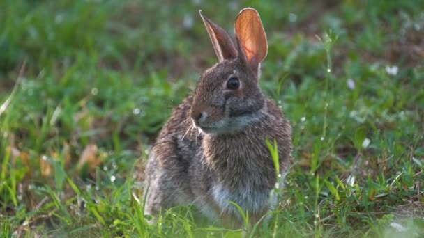 Grå Liten Hare Äter Gräs Sommarfältet Vilda Kaniner Naturen — Stockvideo