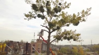 İki erkek servis çalışanı yüksek sandalye kaldırma platformundan elektrikli testereyle büyük ağaç dallarını kesiyor..