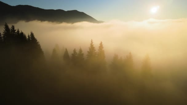 Aerial View Bright Foggy Morning Dark Mountain Forest Trees Autumn — Stockvideo