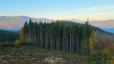 Aerial view of dark mountain hills covered with bare patches as result of cut down forest pine trees. Deforestation process at autumnal sunrise. Beautiful wild woodland at threat.