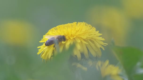 Pszczoła Miodna Zbierająca Nektar Żółtych Kwiatach Mniszka Lekarskiego Kwitnących Letniej — Wideo stockowe