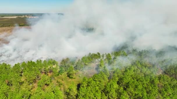 View Dense Smoke Woodland Field Fire Rising Polluting Air Concept — Stock Video