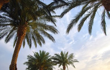 Mavi gökyüzüne karşı tropik sahilde güzel yeşil hindistan cevizi palmiyeleri. Yaz tatili kavramı.