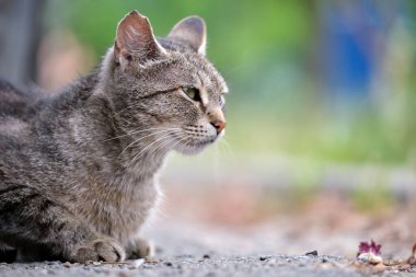 Büyük gri sokak kedisi yazın açık havada dinleniyor..