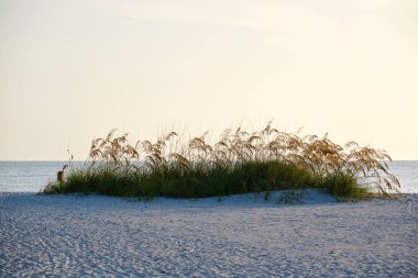 Seaside beach with small sand dunes and grassy vegetation on warm summer evening.
