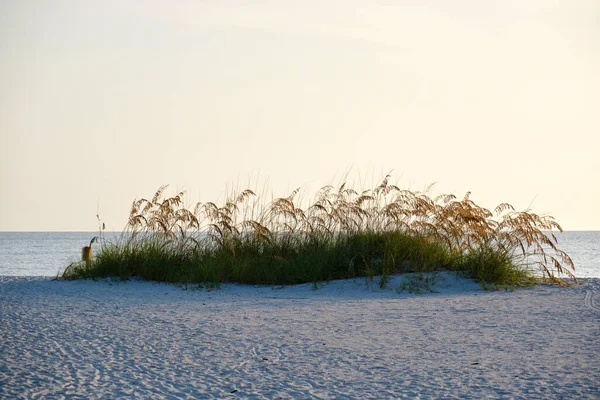 Seaside beach with small sand dunes and grassy vegetation on warm summer evening.