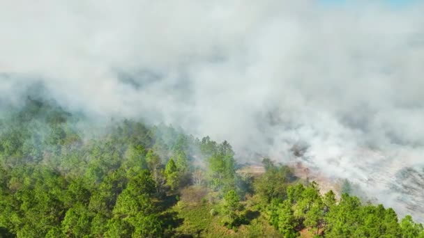 Vista Aérea Del Humo Blanco Del Fuego Forestal Que Sube — Vídeos de Stock