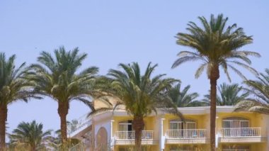 Yeşil hindistan cevizi palmiyeleri rüzgarda sallanıyor tropikal sahilde mavi gökyüzüne ve otel binalarına karşı. Yaz tatili kavramı.
