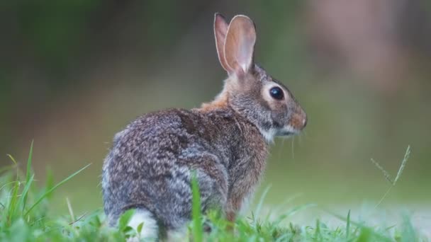 灰小兔子在夏天的田里吃草 大自然中的野兔 — 图库视频影像