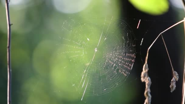 Nce Örümcek Ağı Yaz Ormanlarında Rüzgarla Hafifçe Hareket Eder — Stok video