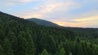 Dağ tepelerini kaplayan koyu ladin ağaçlı yeşil çam ormanlarının havadan görünüşü. Yukarıdan orman manzarası yok.