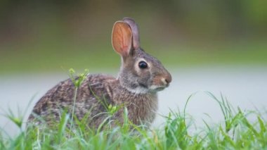 Gri küçük tavşan yaz tarlasında ot yiyor. Vahşi tavşan doğada.