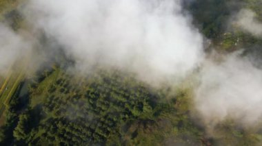 Aerial view from above of morning fog over green wooded landscape. High humidity causing air condensing in mist over land.