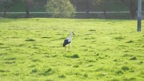Black White Wild Stork Bird Waling Green Pasture Looking Food — Stock Video