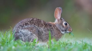 Gri küçük tavşan yaz tarlasında ot yiyor. Vahşi tavşan doğada.